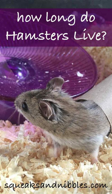 How Long Do Hamster Live – [Vet Explains Pets]